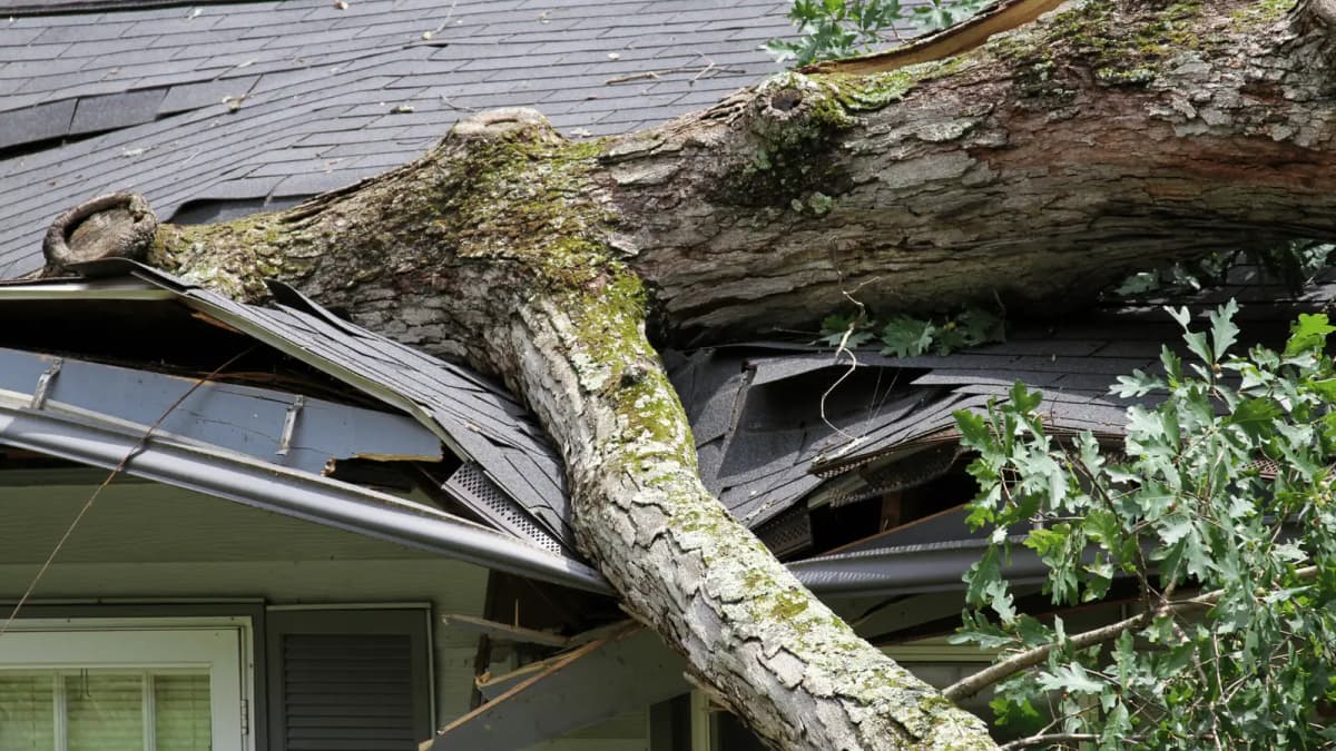 Tree-fall storm damage to an Indianapolis roof